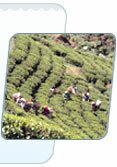Darjeeling in India